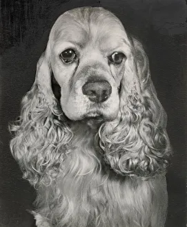 Spaniels Prints: Cocker spaniel dog Date: 1950s