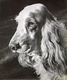 Spaniels Prints: Cocker spaniel dog in profile Date: 1950s