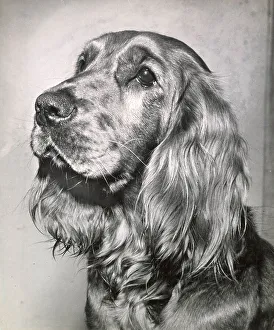 Spaniels Prints: Cocker spaniel dog in profile Date: 1950s