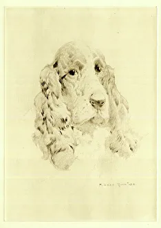 Spaniels Prints: Cocker Spaniel dog's head, by Harry Rountree