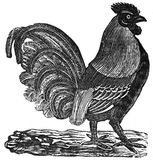 Rooster Prints: Cockerel, c. 1800