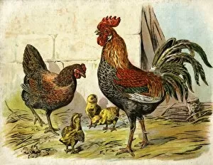 Images Dated 13th April 2012: Cockerel, hen and chicks in a farmyard