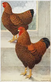Chicken Prints: A Cockerel and Hen - Gold-Laced Wyandottes