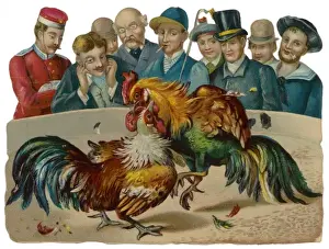 Cockfighting - Scrap