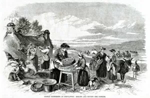 Mollusc Collection: Cockle gathering at Penclawdd 1857