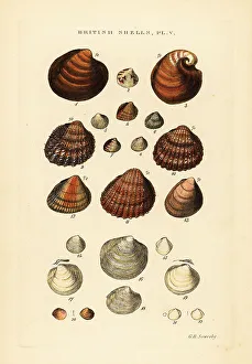 Gastropod Prints: Cockles, Cardium exiguum, Circe minima, etc