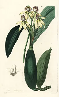Epidendrum Gallery: Cockleshell orchid, Prosthechea cochleata