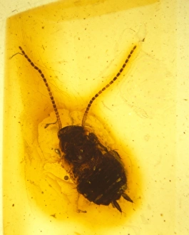 Larvae Collection: Cockroach in amber