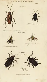 Cockroach Gallery: Cockroach, bee and cerambyx beetle