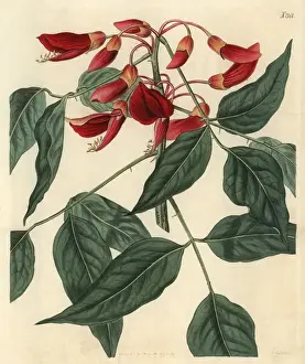 Coral Prints: Cocks comb coral tree, Erythrina crista galli