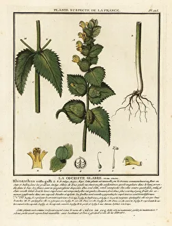 Colour Printing Prints: Cock's comb, Rhinanthus crista-galli