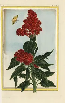 Tant Prints: Cockscomb, Celosia cristata