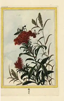 Rouge Prints: Cockscomb, Celosia cristata, with praying mantis