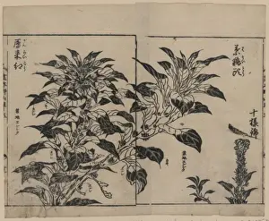Kinds Prints: Cockscomb and two kinds of amarantha
