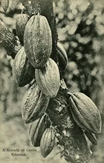 New Items from the Grenville Collins Collection Gallery: Cocoa bean pods - Trinidad - West Indies