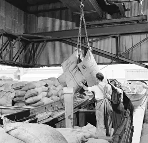 Chain Prints: Cocoa beans being lifted from a canal barge