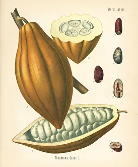 Medicinal Collection: Cocoa or cacao bean, Theobroma cacao