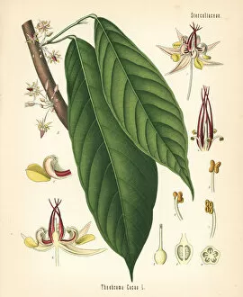 Adolph Gallery: Cocoa or cacao leaf, Theobroma cacao