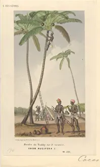Cocoa nucifera L. coco palm