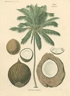 Malvales Collection: Cocoa nucifera L. coco palm