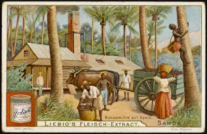 Cocoa from Upolu