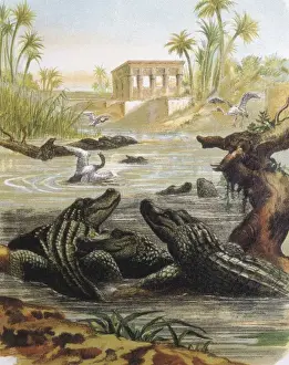 Cocodriles in the Nile river. Engraving after
