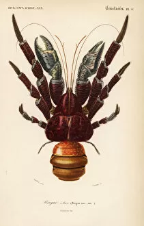 Robber Collection: Coconut crab, Birgus latro