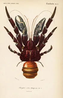 Coconut crab, Birgus latro Coconut crab, Birgus latro