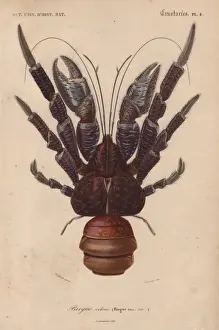 Coconut Prints: Coconut crab, Birgus latroi
