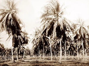 Plantation Collection: Coconut grove, Jamaica
