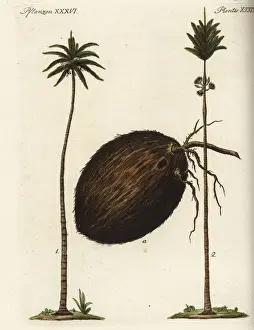 Coconut palm and Caribbean royal palm