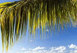 Mauritius Collection: Coconut palm leaf in the evening sun