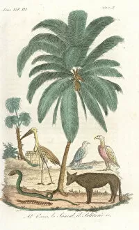Stork Gallery: Coconut palm tree, jackal, snakes and birds of India