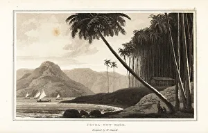 Juice Prints: Coconut palm trees, Cocos nucifera, on a tropical coas