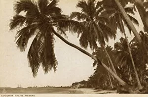 Coconut palms, Nassau, Bahamas, West Indies