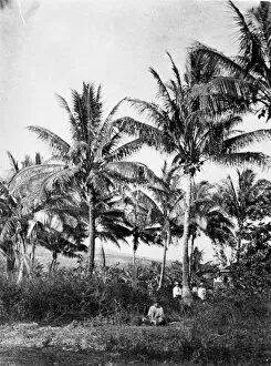 Coconut palms, Papeete, Tahiti, Society Islands