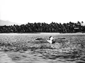 Cocos Prints: Coconut Plantation