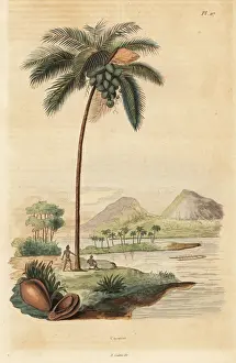 Coconut tree, Cocos nucifera