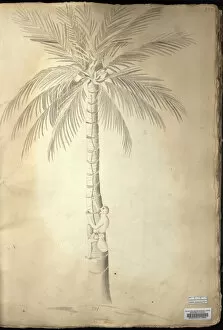 Cocos nucifera L. coconut tree