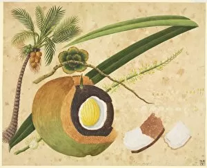 Cocus nucifera, coconut palm