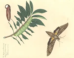 Blake Prints: Cocytius antaeus antaeus Drury, giant sphinx moth