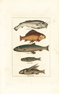 James Smith Barr Prints: Cod, carp, salmon, herring and flying fish