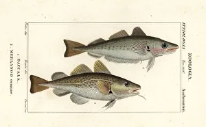 Ichthyology Prints: Cod fish and whiting