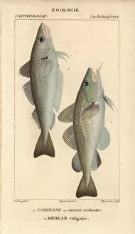 Jussieu Gallery: Cod, Gadus morhua, and whiting, Merlangius merlangus