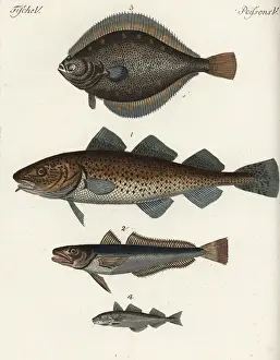 Encyclopedia Prints: Cod, hake, plaice and haddock