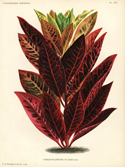 Pieter Collection: Codiaeum hybrid, le Tzar
