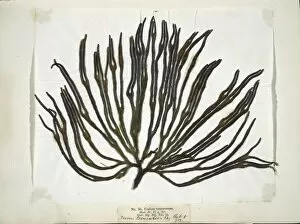 Algal Gallery: Codium tomemtosus, seaweed