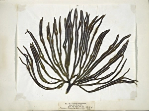 Algal Gallery: Codium tomemtosus, seaweed