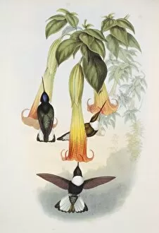 Apodiformes Gallery: Coeligena torquata torquata, collared inca