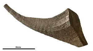 Coelodonta antiquitatis, woolly rhinoceros